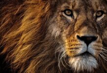 How to Earn from Photography: Absolute Beginners Guide- (Free Course)